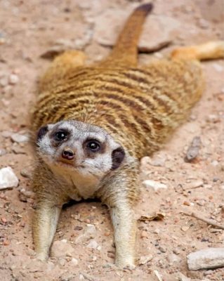 adorable-meerkat-paint-by-numbers