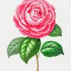 artistic-camellia-flower-paint-by-numbers