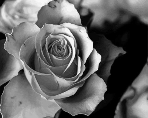 asetehtic-rose-black-and-white-flower-paint-by-numbers