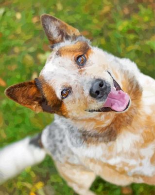 australian-Red-Heeler-paint-by-number