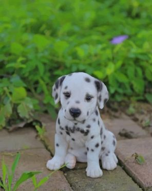 baby-dalmatian-paint-by-number