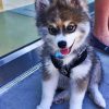 baby-husky-paint-by-numbers-510x639-1