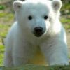 baby-knut-polar-bear-paint-by-numbers-510x639-1