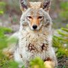 Beautiful Coyote Paint by numbers