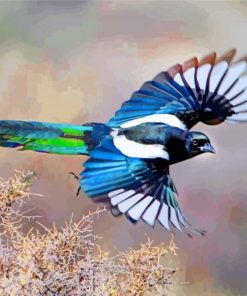 Black Billed Magpie Bird Paint by numbers
