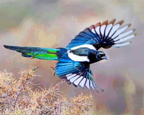 Black Billed Magpie Bird Paint by numbers