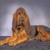 Bloodhound Dog Animal Paint by numbers