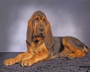 Bloodhound Dog Animal Paint by numbers