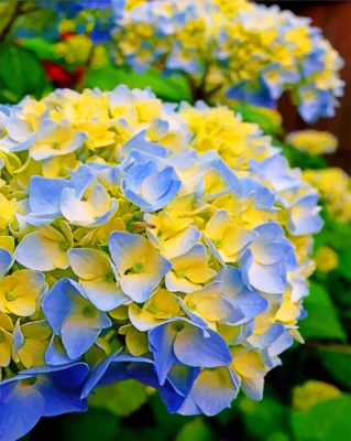 blue-and-yellow-hydrangea-paint-by-numbers