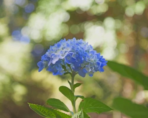 blue-hydrangea-flower-paint-by-number