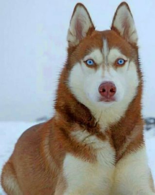 blue eyed brown husky
