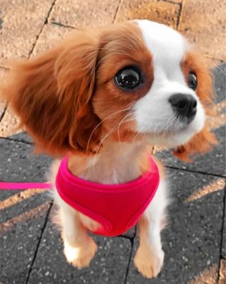 cavalier-puppy-outside-paint-by-number