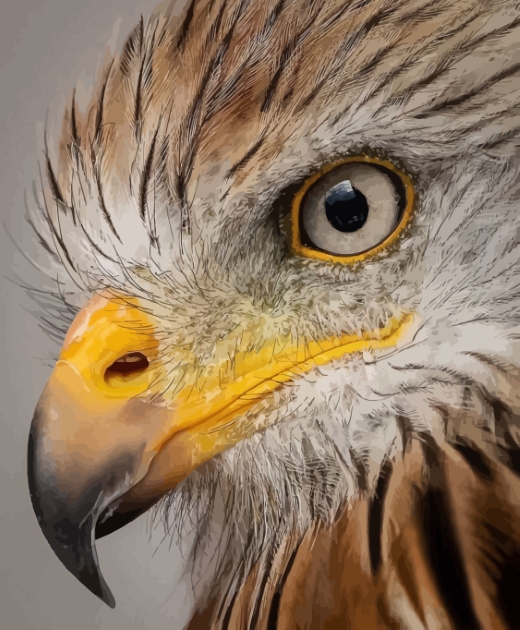 Eagle Eye by EaglePortraits 