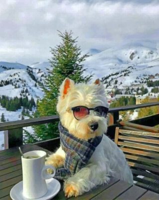 Cool Westie Paint by numbers
