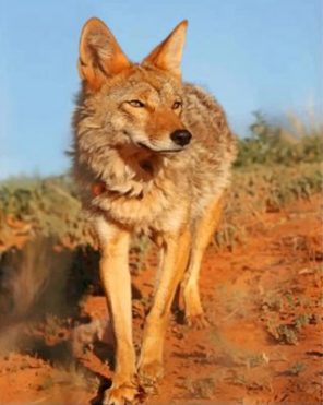 Wild Coyote Paint by numbers