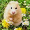 cute-hamster-paint-by-number