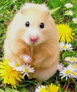 cute-hamster-paint-by-number