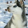 cute-husky-in-snow-paint-by-numbers