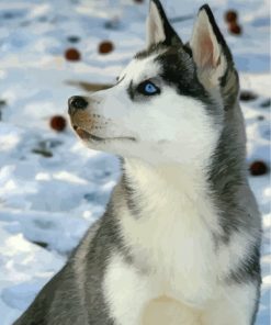 cute-husky-in-snow-paint-by-numbers
