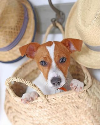 Cute Jack Russell Paint by numbers