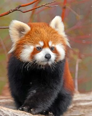 cute-red-panda-paint-by-numbers