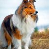 Cute Sheltie Paint by numbers