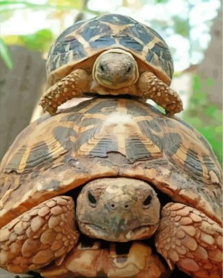 cute-turtle-and-tortoise-paint-by-numbers