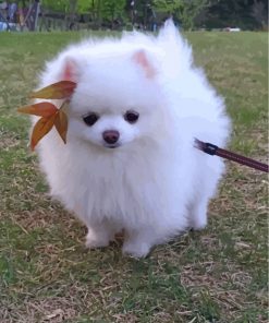 cute-white-pomeranian-paint-by-numbers