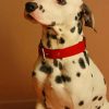 dalmatians-breed-dog-paint-by-numbers