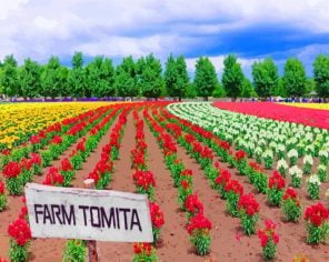 farmm-tomita-Hokkaido-paint-by-numbers