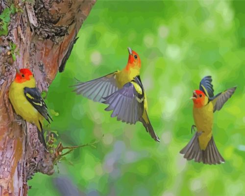 Flying Western Tanager Birds Paint by numbers