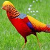 Golden Pheasant Bird Paint by numbers