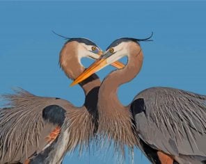great-blue-heron-couple-paint-by-number