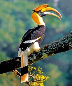 Great Indian Hornbill Paint by number