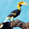 Great Pied Hornbill Paint by numbers