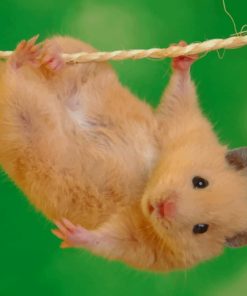 hamster-doing-stunts-paint-by-numbers