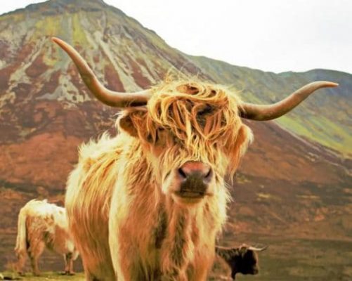 highland-cow-on-mountain-paint-by-number-510x407-1