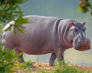 hippopotamus-animal-paint-by-number