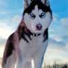 husky-in-snow-paint-by-numbers