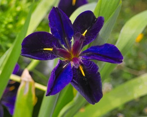 Iris Louisiana Paint by numbers