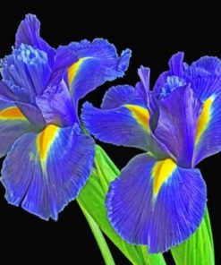 Irises Flowers paint by numbers