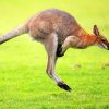 Kangaroo In Green Grass