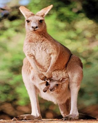 kangaroo-with-her-baby-paint-by-number
