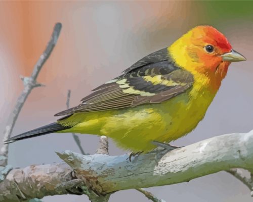 Little Western Tanager Bird Paint by numbers