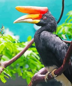 Malaysia Hornbill Bird Paint by numbers