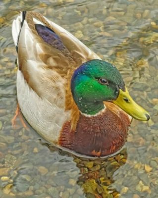 Mallard Duck - Paint by Numbers