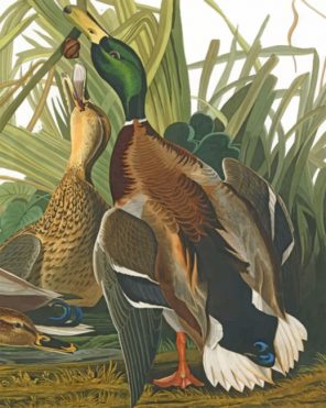 mallard-ducks-paint-by-number