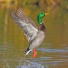 mallard-flying-paint-by-number