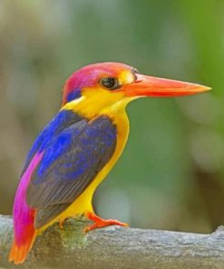 Oriental Dwarf Kingfisher Paint by numbers
