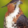 ornate-hawk-eagle-paint-by-numbers